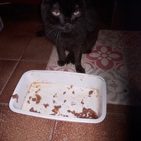 photo de livraison pour Une vie, Un chat