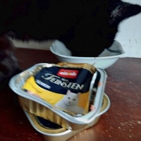 photo de livraison pour Chat Ami pour la Vie