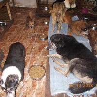 photo de livraison pour Pro Animals Finland ry