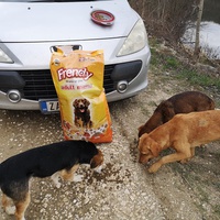 photo de livraison pour Beta Zajecar