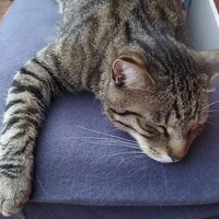 photo de livraison pour A Pas De Chats