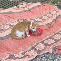 photo de livraison pour Les chats de chez nous