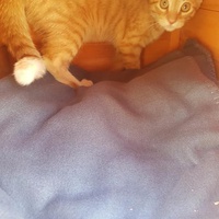 photo de livraison pour Eden Cat