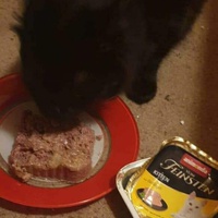 photo de livraison pour Les Chats-Pitresdelavi-Ste