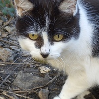 photo de livraison pour Les Chats Perchés de Mirmande