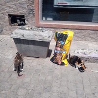 photo de livraison pour Corinne Teissier