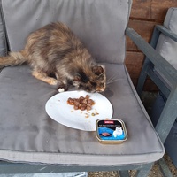 photo de livraison pour Chats errants du val du crenu