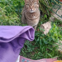 photo de livraison pour Les Chats-Pitresdelavi-Ste