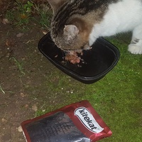 photo de livraison pour Collectif Chats Libres Citoyens de Saint-Priest