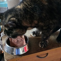 photo de livraison pour Amis de Myrtille