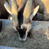 photo de livraison pour Refuge du Poil à la Plume