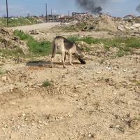 photo de livraison pour Civic Initiative Kane Korzo Skopje