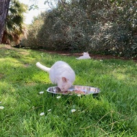 photo de livraison pour STREET CATS