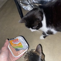 photo de livraison pour Les Chats de Condom 32