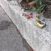 photo de livraison pour L'Ecole du Chat Istreen