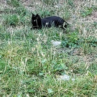 photo de livraison pour Roses et Bandanas