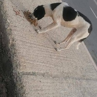 photo de livraison pour 4 Pattes Mogador