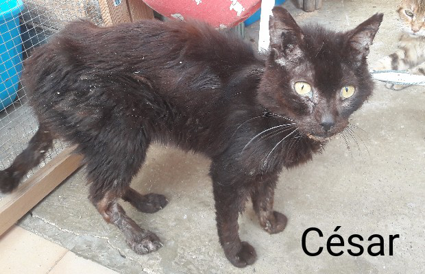 Cesar Une Vie Un Chat Animal Webaction Cesar Une Vie Un Chat Animal Webaction
