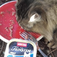photo de livraison pour Les Chats-Pitresdelavi-Ste