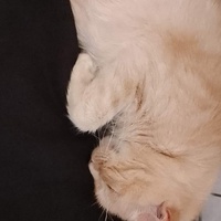 photo de livraison pour Chat L'Heureux