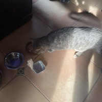 photo de livraison pour Les Chats de Condom 32