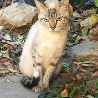 photo de livraison pour Les Chats Perchés de Mirmande