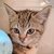 photo animal