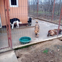 photo de livraison pour Viata Animalelor
