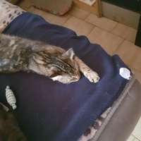 photo de livraison pour Des Cœurs pour les Pattes du 93