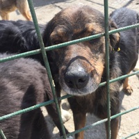 photo de livraison pour Save & Hope for Dogs