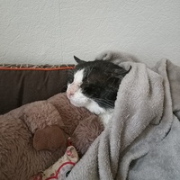 photo de livraison pour Ronron du Bonheur