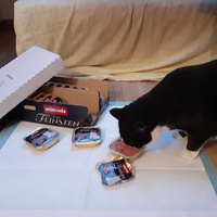 photo de livraison pour Stérilcat 80