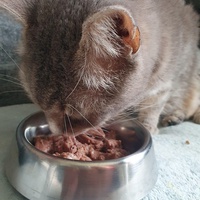 photo de livraison pour Animalove