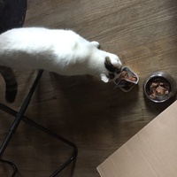 photo de livraison pour Les Chats Libres Condom 32