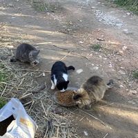 photo de livraison pour Ecole du Chat des Alpilles