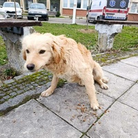 photo de livraison pour Ivana Nikolić