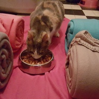 photo de livraison pour Amis de Myrtille