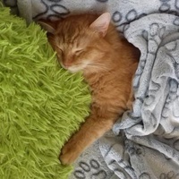 photo de livraison pour Pour l'Amour des Chats