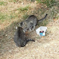 photo de livraison pour Les Chats libres de Fleurance