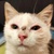 photo animal