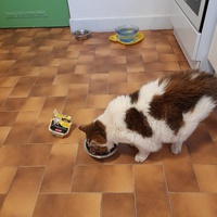 photo de livraison pour L'Arche des Amis à pattes