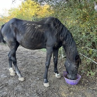 photo de livraison pour Association Equi’souffle