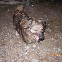 photo de livraison pour Pro Animals Finland ry