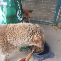 photo de livraison pour Udruženje za zaštitu životinja "Pongo"