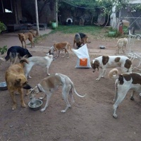 photo de livraison pour Help Adopt Moroccan Animals