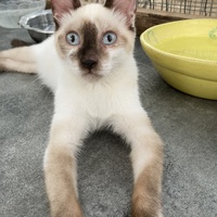 photo de livraison pour Association Des  Chats  De Hyeres