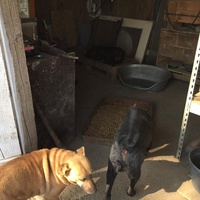 photo de livraison pour Azil Bella