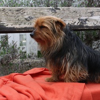 photo de livraison pour SPA de Mornac