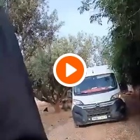 photo de livraison pour Help Adopt Moroccan Animals