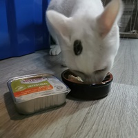 photo de livraison pour Le Resto des Zanimos